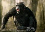 el experimento con chimpancés de Wolfgang Köhler